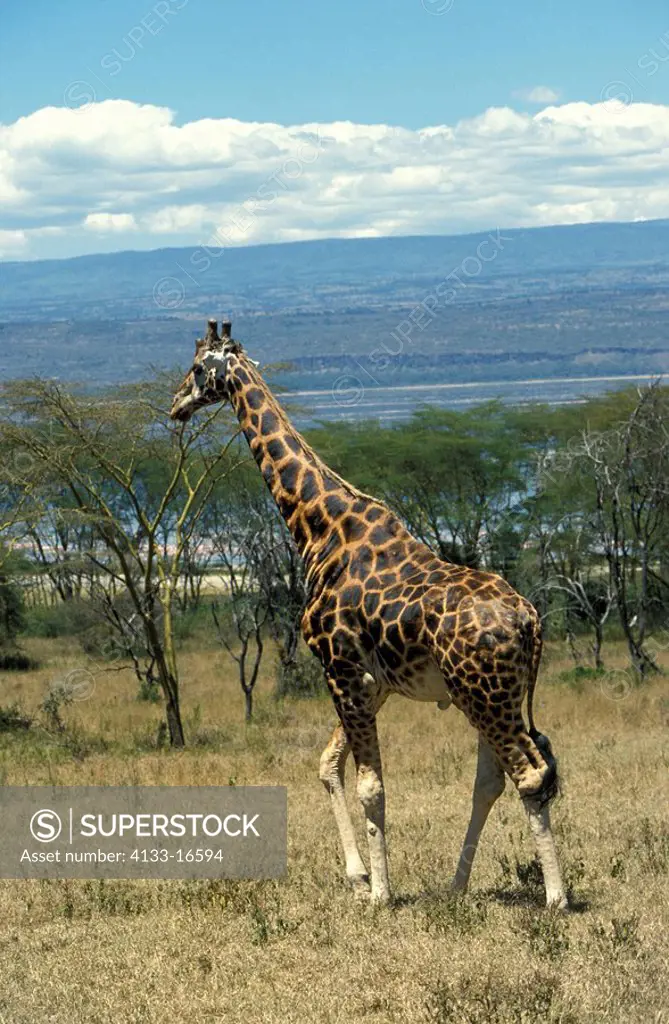Rothschild Giraffe,Giraffa camelopardalis rothschildi,Nakuru Nationalpark,Kenya,Africa,adult male