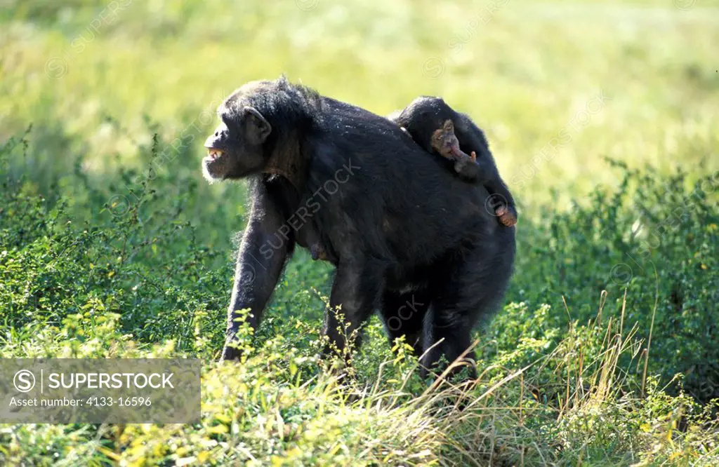 Chimpanzee,Pan troglodytes troglodytes,Africa,adult female with young on her back