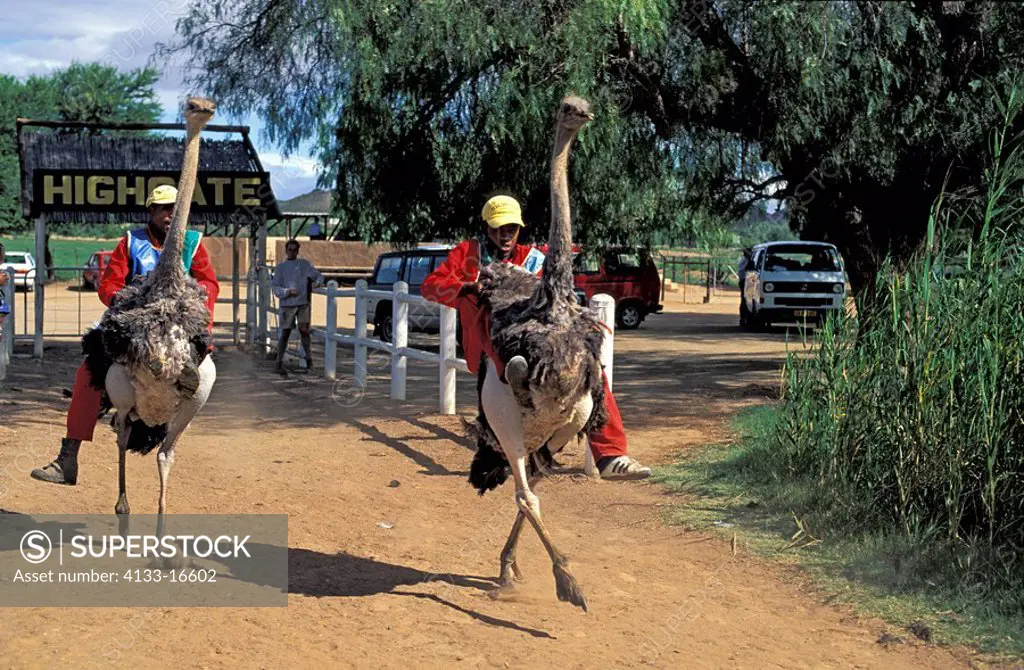 South African Ostrich,Struthio camelus australis,Oudtshoorn,Karoo,South Africa,Africa,adult human riding on ostrich at show at ostrich farm