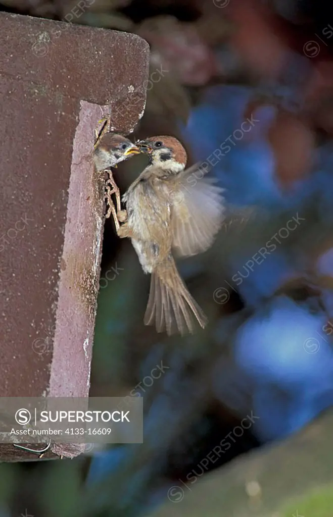 Tree Sparrow Passer montanus Germany