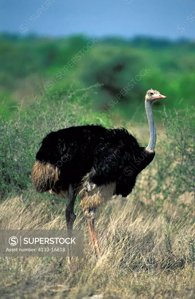 South African Ostrich,Struthio camelus australis,Kruger Nationalpark,South Africa,Africa,adult male
