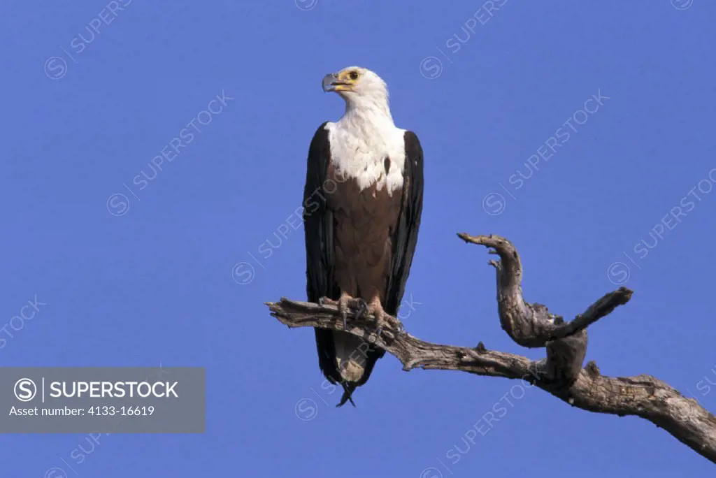 African Fish Eagle , Haliaeetus vocifer , Chobe National Park , Botswana, Africa , adult on tree