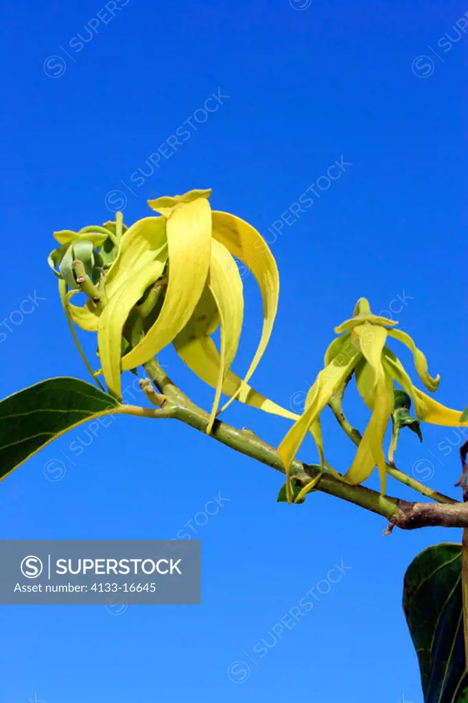Ylang Ylang, Cananga Odorata, Nosy Be, Madagascar, bloom