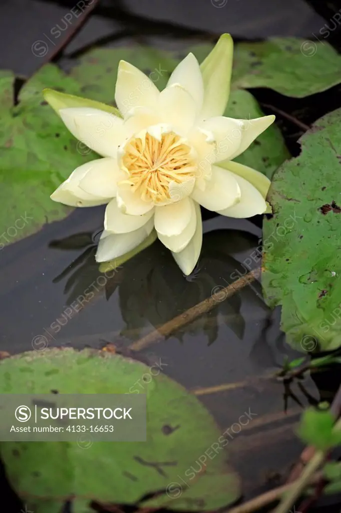 Water Lily,brazil,Nymphea blanda,Pantanal,Brazil,bloom,in water