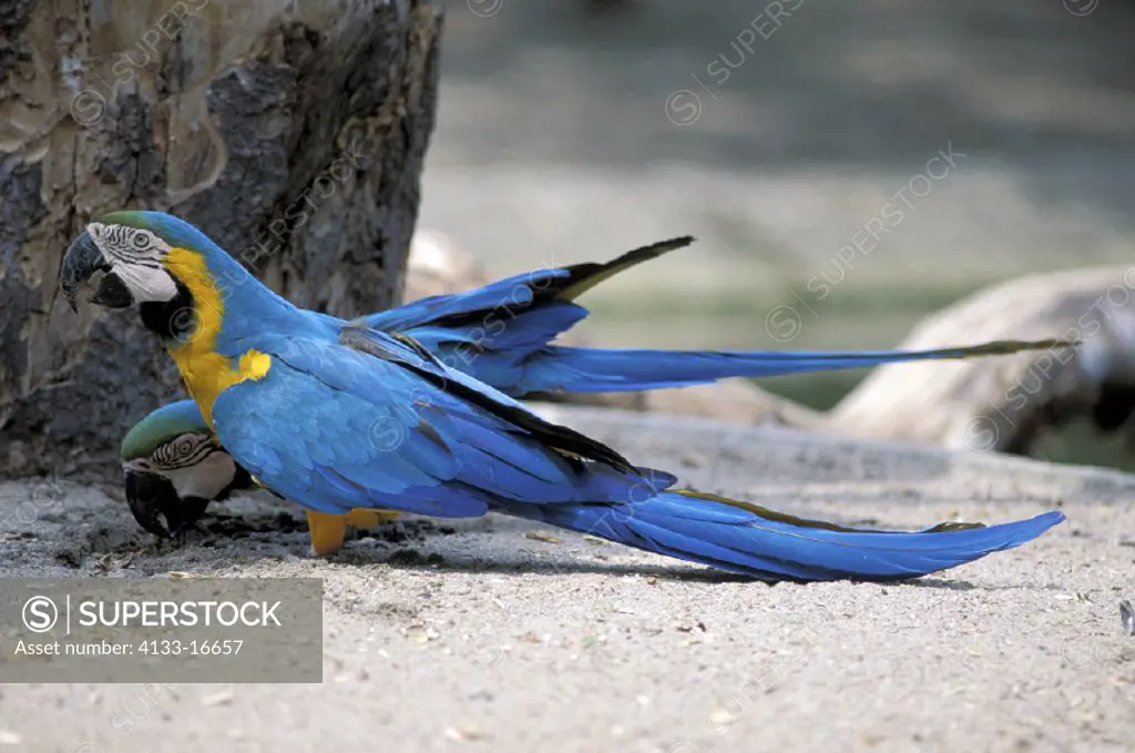Blue & Yellow Macaw , Ara ararauna , South America , adults , couple , pair ,feeding on minerals