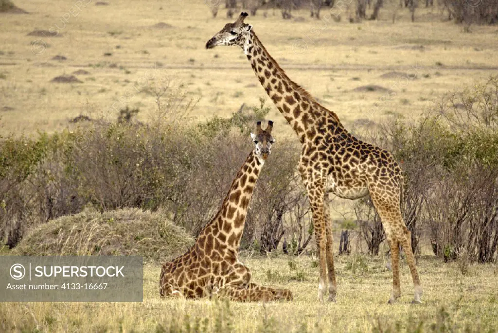 Massaigiraffe Giraffa c. tippelskirchi Lake Nakuru Kenya