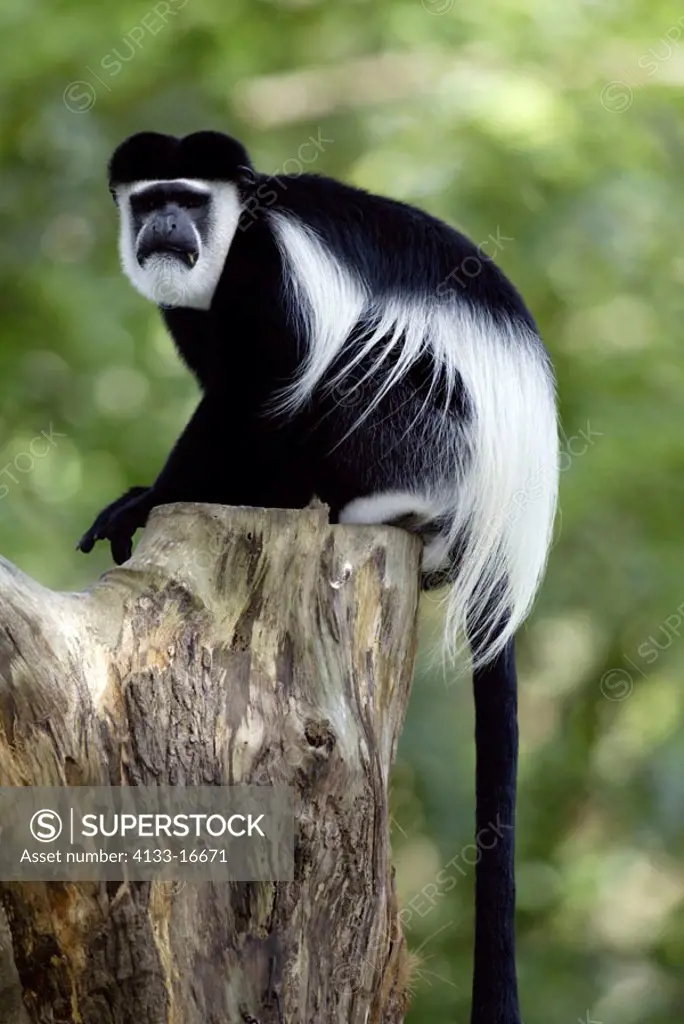 Angolan black and white Colobus Colobus angolensis Africa