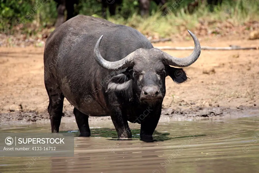 African Buffalo,Syncerus caffer,Kruger Nationalpark,South Africa,Africa,adult at waterhole