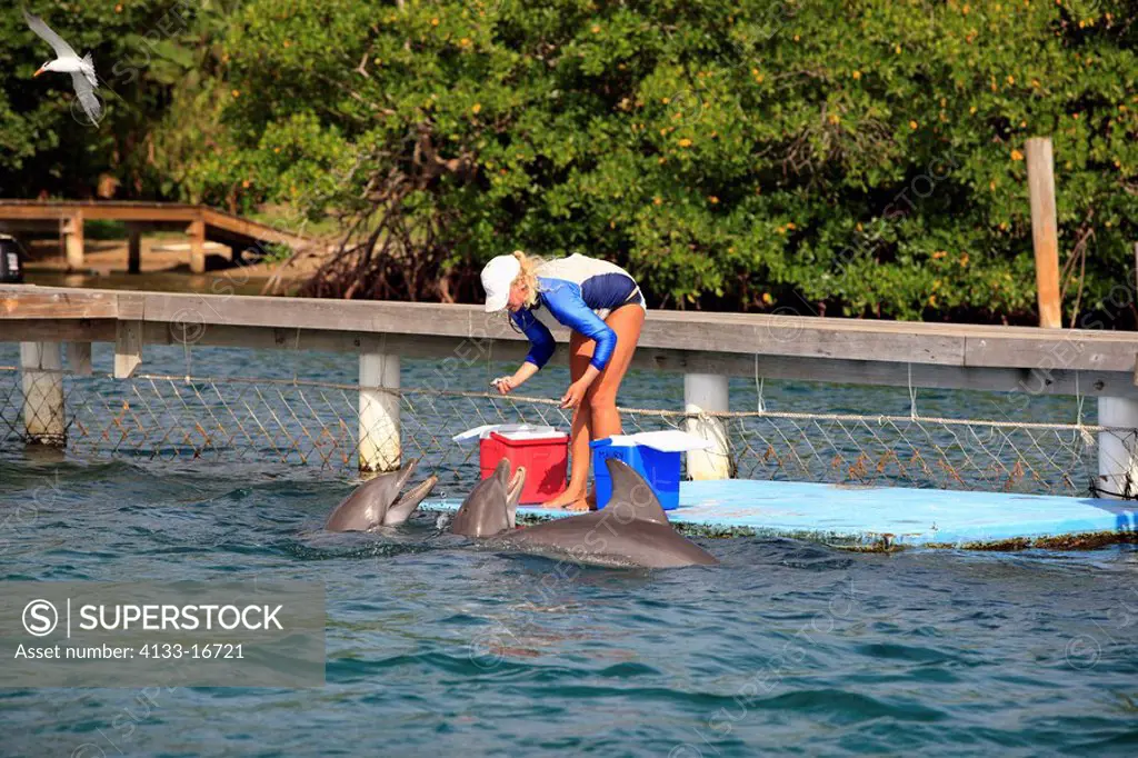 Bottle_nosed Dolphin,Bottle Nosed Dolphin,Bottle Nose Dolphin,Tursiops truncatus,Roatan,Honduras,Caribbean,Central America,Lateinamerica,two adults ge...