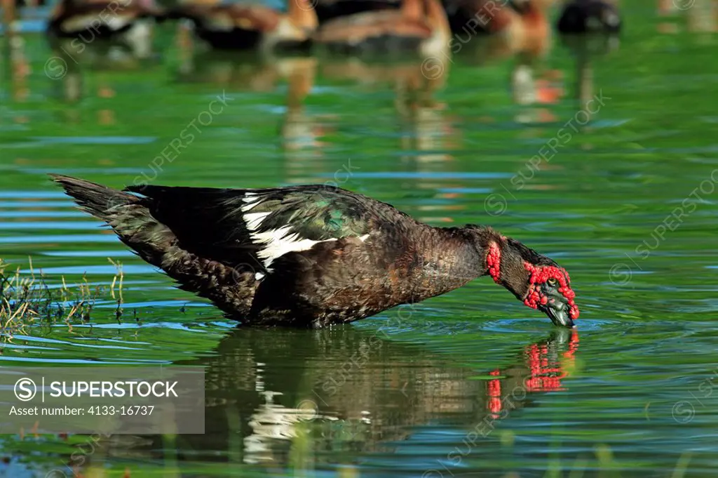 Muscovy Duck,Cairina moschata,Pantanal,Brazil,adult,male,feeding