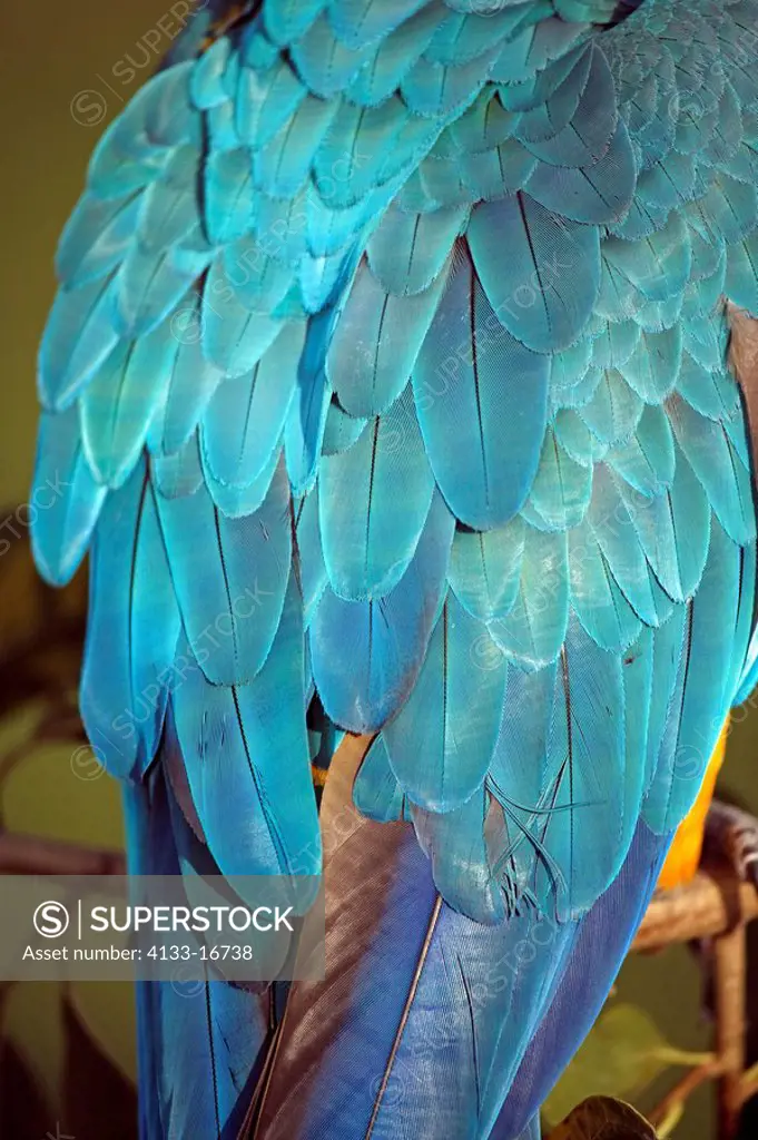 Blue and Yellow Macaw,Ara ararauna,Pantanal,Brazil,adult,feathers