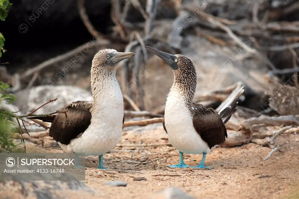 Blue Footed Booby,Sula nebouxii,Galapagos Islands,Ecuador,couple at nest