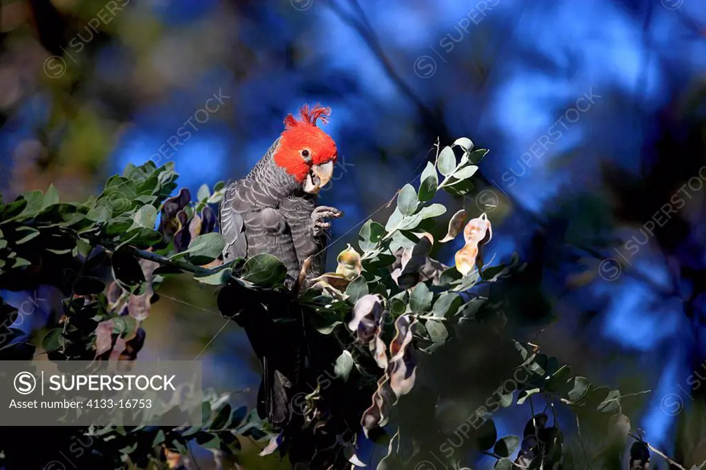 Gang_gang Cockatoo,Callocephalon fimbriatum,Broulee,New South Wales,Australia,adult feeding on tree