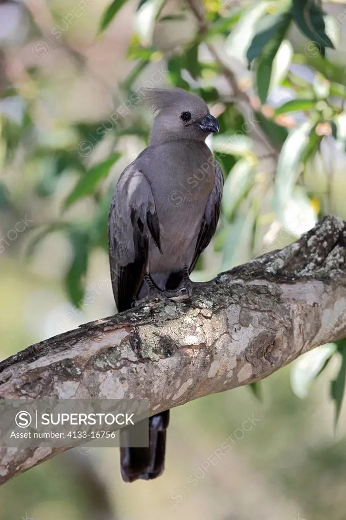 Grey Lourie,Corythaixoides concolor,Kruger Nationalpark,South Africa,Africa,adult on tree