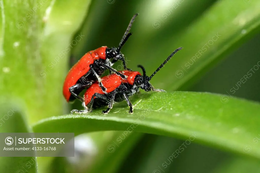 Scarlet Lily Beetle,Lilioceris lilii,Germany,couple mating