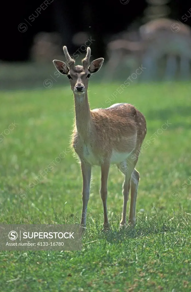 Fallow Deer,Cervus dama,Germany,Europe,adult male