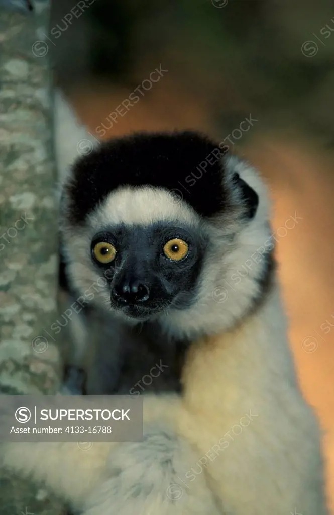 Verreaux`s Sifaka,Propithecus verreauxi,Berenty Game Reserve,Madagascar,Africa,adult on tree portrait
