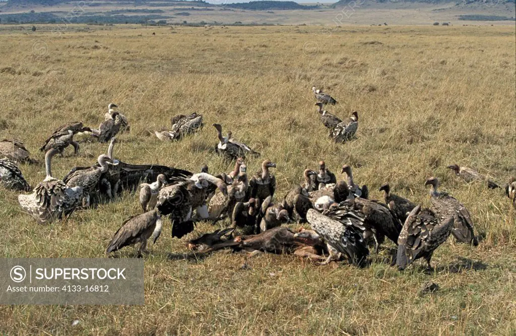 White Backed Vulture,Gyps benegalensis africanus,Masai Mara,Kenya,Africa,adult,feeding, on carcass