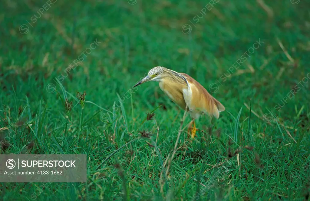 Squacco Heron Ardeola ralloides Ngorongoro Crater Tanzania Africa