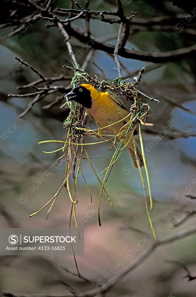 Masked Weaver Ploceus velatus Kruger Nationalpark South Africa Africa