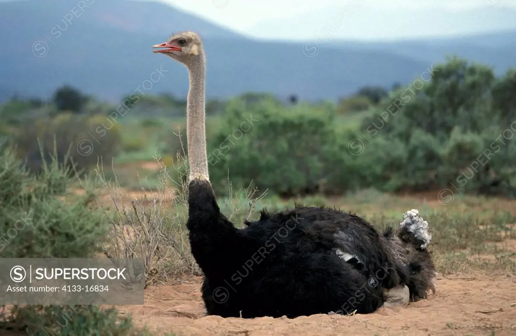 South African Ostrich,Struthio camelus australis,Oudtshoorn,Karoo,South Africa,Africa,adult male breeding