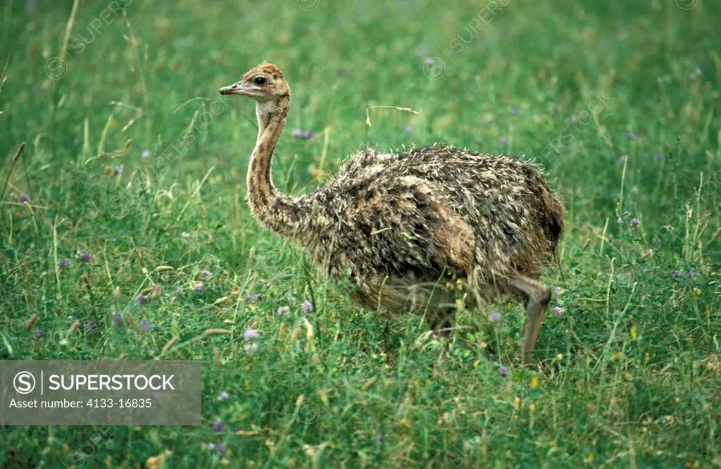 South African Ostrich,Struthio camelus australis,Oudtshoorn,Karoo,South Africa,Africa,young bird