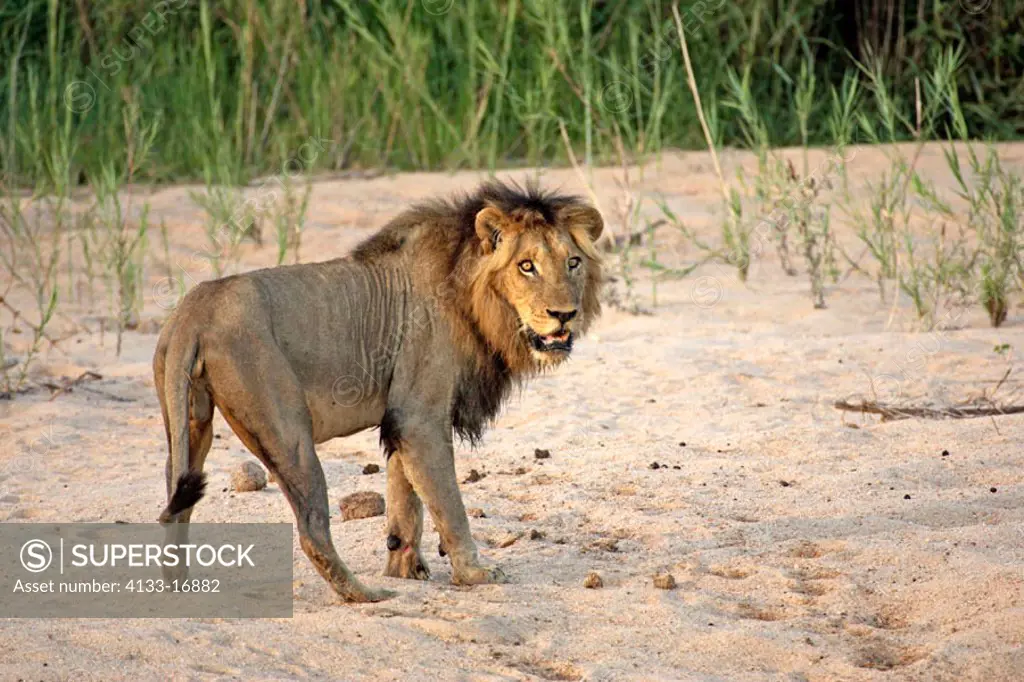 Lion, Panthera leo, Sabie Sand Game Reserve, South Africa , Africa, adult male