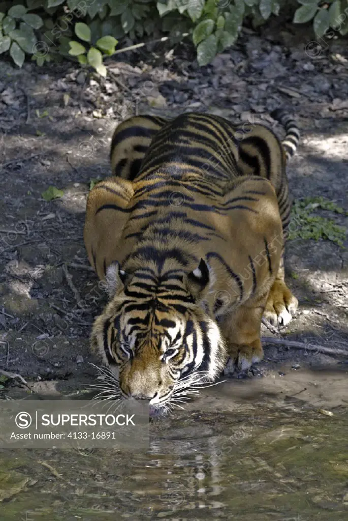 Sumatran Tiger , Panthera tigris sumatrae , Asien , Sumatra , adult drinking