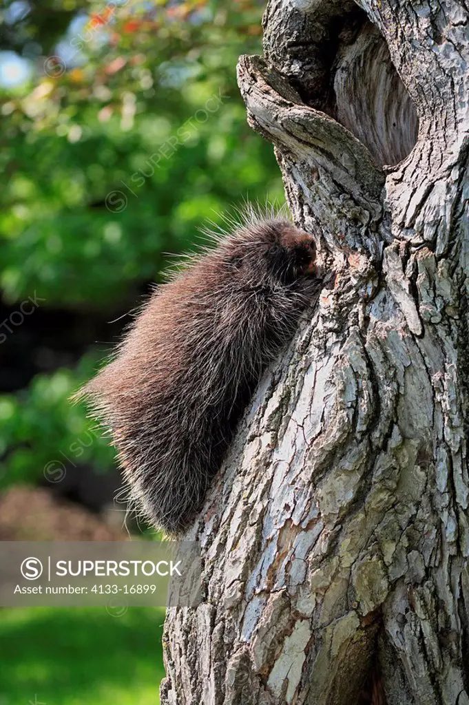North American Porcupine,Erethizon dorsatum,Minnesota,USA,young climbing on tree