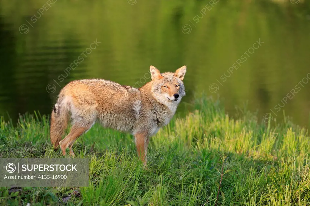 Coyote,Canis latrans,Minnesota,USA,adult at water