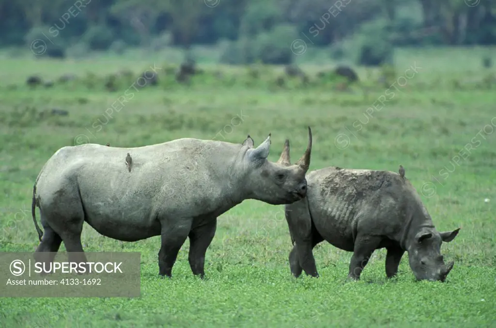 Black Rhinoceros, Hook lipped Rhinoceros , Diceros bicornis , Ngorongoro Crater , Tanzania , Africa , Adult with young , subadult