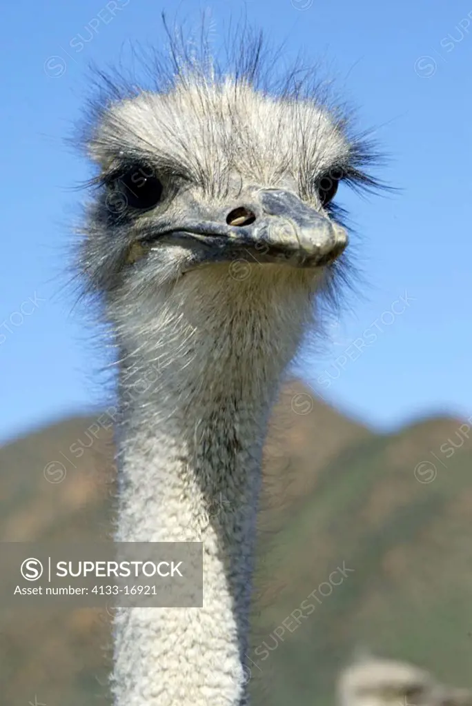 South African Ostrich Struthio camelus australis Karoo South Africa Africa