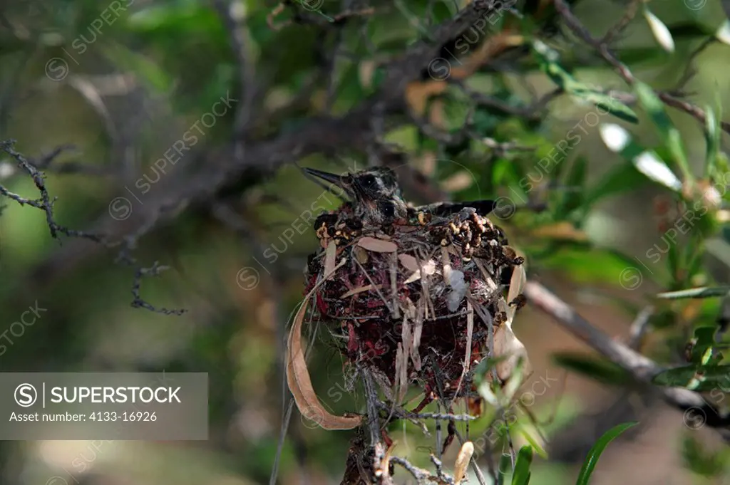 Broad Billed Hummingbird,Cynanthus latirostris,Sonora Desert,Arizona,USA,youngs on nest