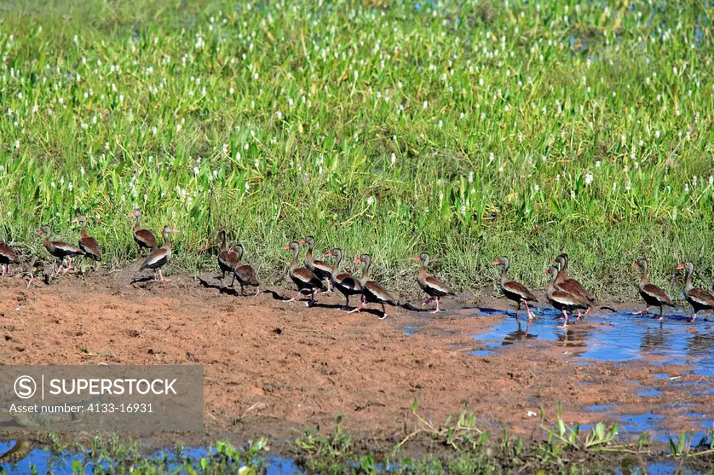 Black-Bellied Whistling Duck,Dendrocygna autumnalis,Pantanal,Brazil,adults,group,at water,South America