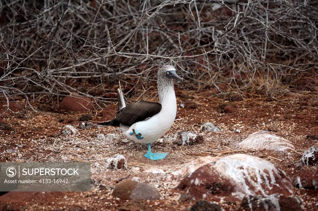 Blue Footed Booby,Sula nebouxii,Galapagos Islands,Ecuador,adult courting