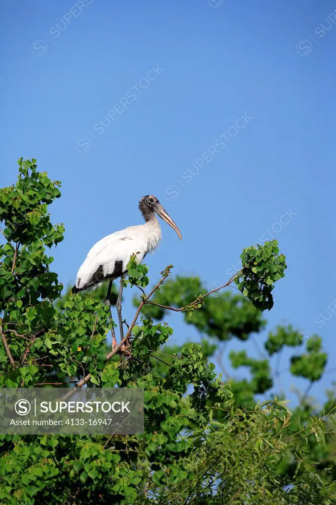 Wood Stork,Mycteria americana,Florida,USA,adult on tree with blue sky