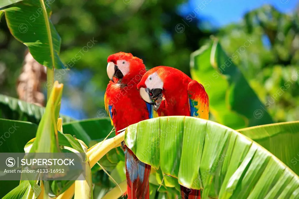 Scarlet Macaw,Ara macao,Roatan,Honduras,Caribbean,Central America,Latin America,two adults on banana plant