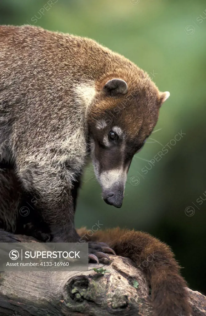 Coati , Nasua narica , America , adult portrait