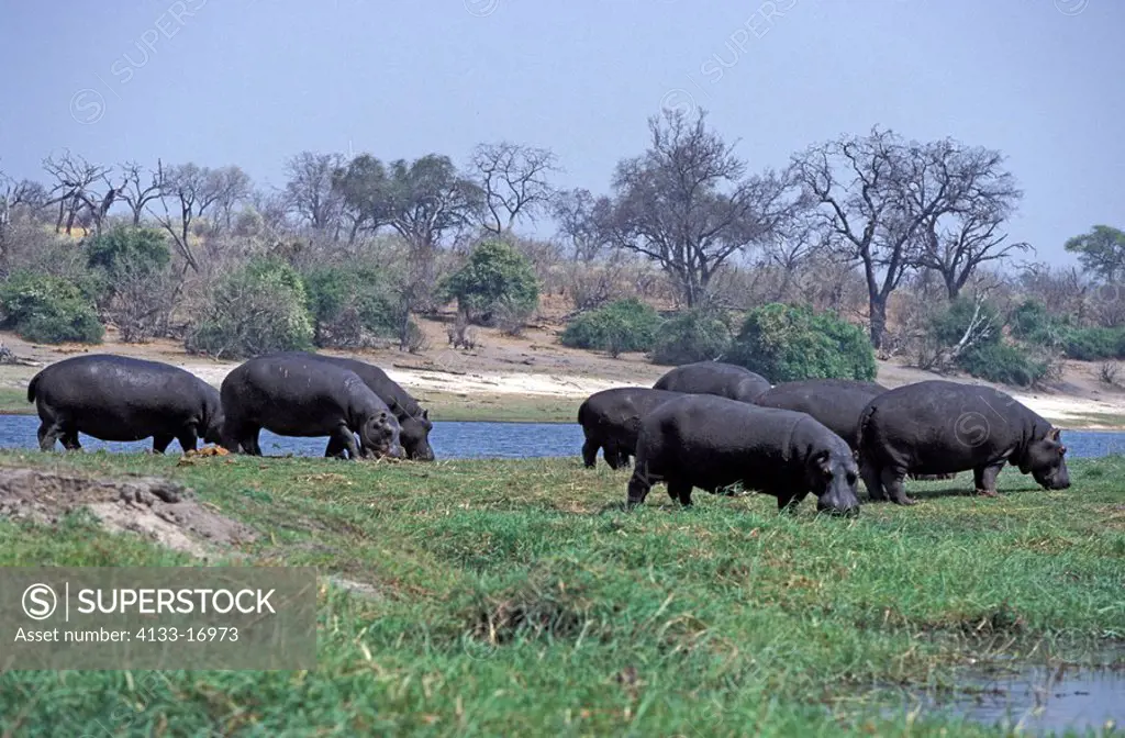 Hippopotamus,Hippopatamus amphibius,Chobe Nationalpark,Botswana,Africa,group of adults feeding on shore