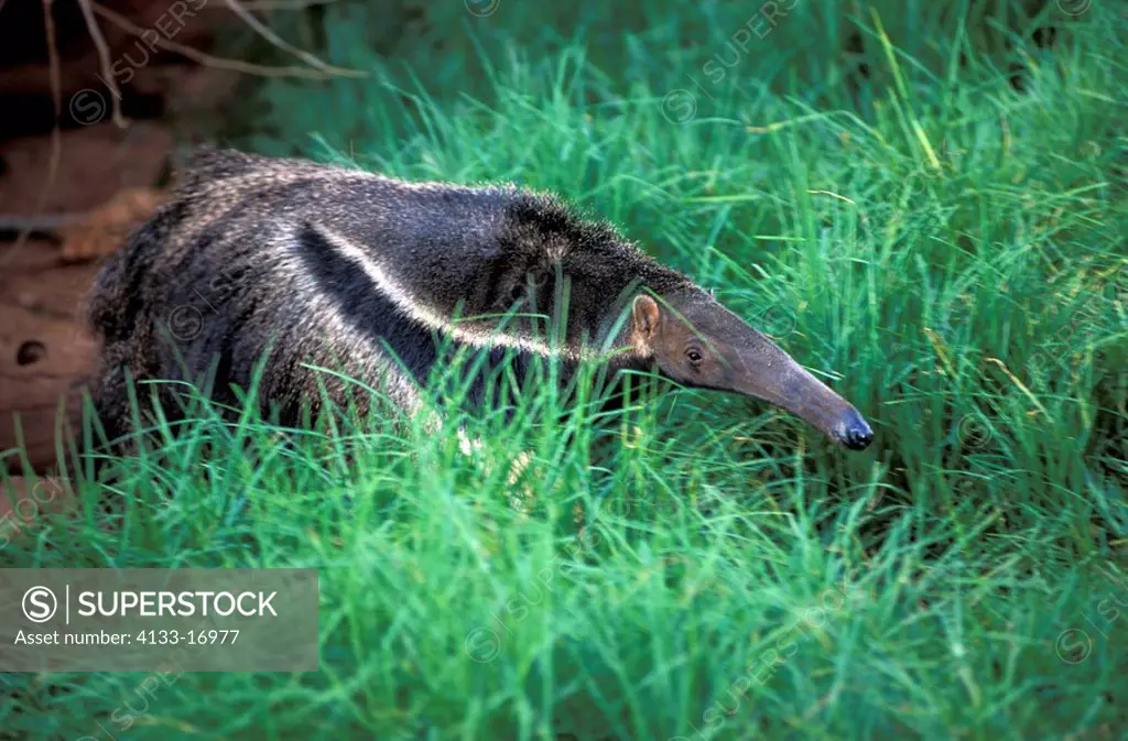 Giant Anteater,Myrmecophaga tridactyla,South America,adult,walking