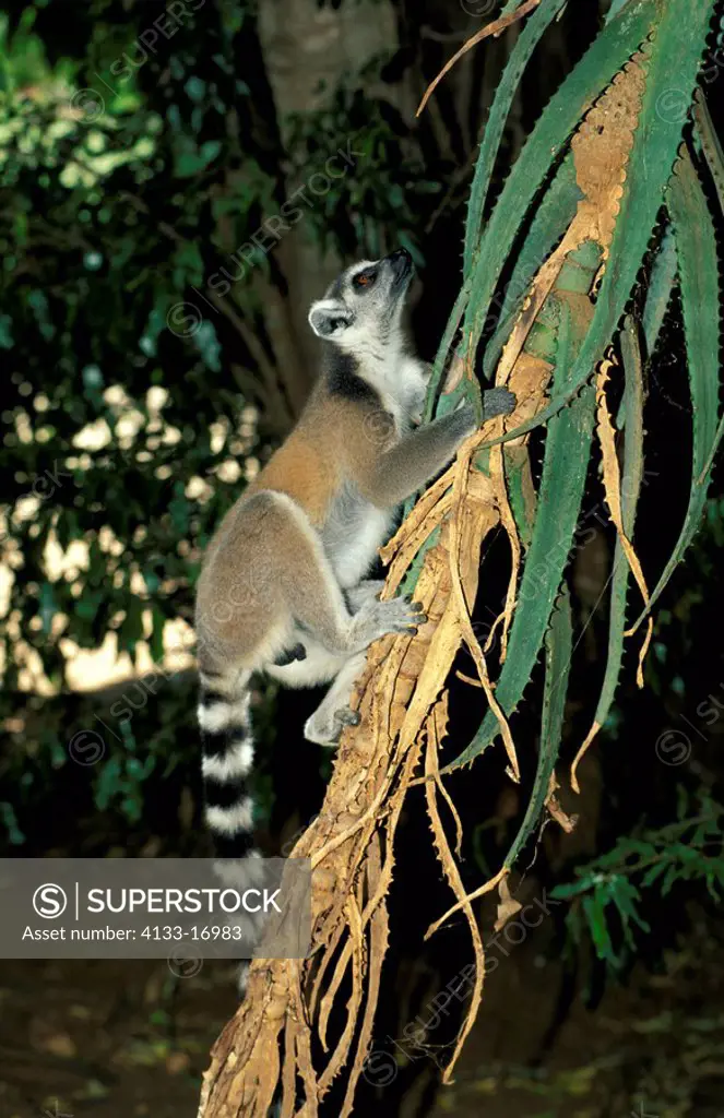 Ring-Tailed Lemur,Lemur catta,Berenty Game Reserve,Madagascar,Africa,adult climbing on tree