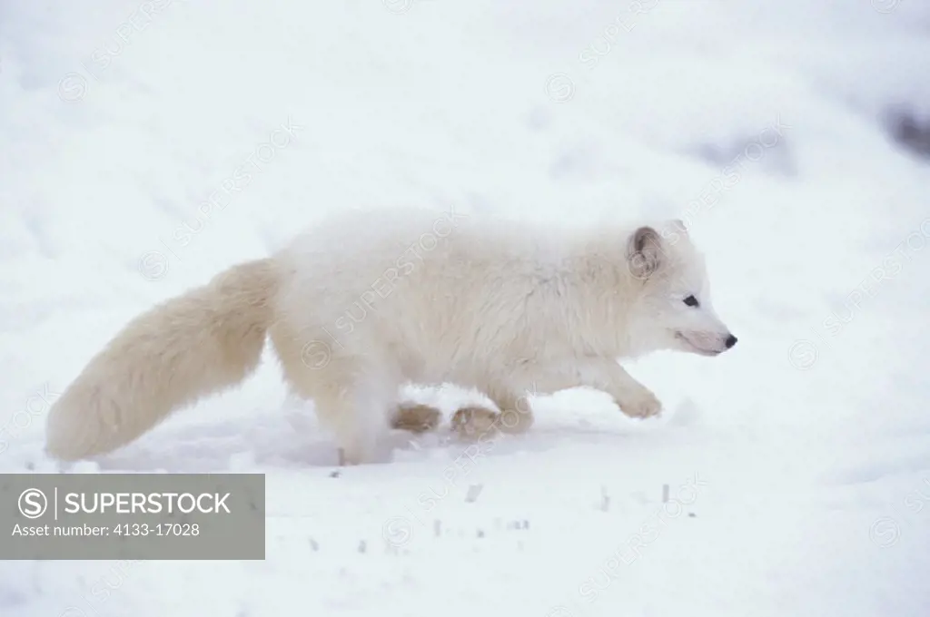 Arctic Fox , Alopex lagopus , Montana , USA , Adult running