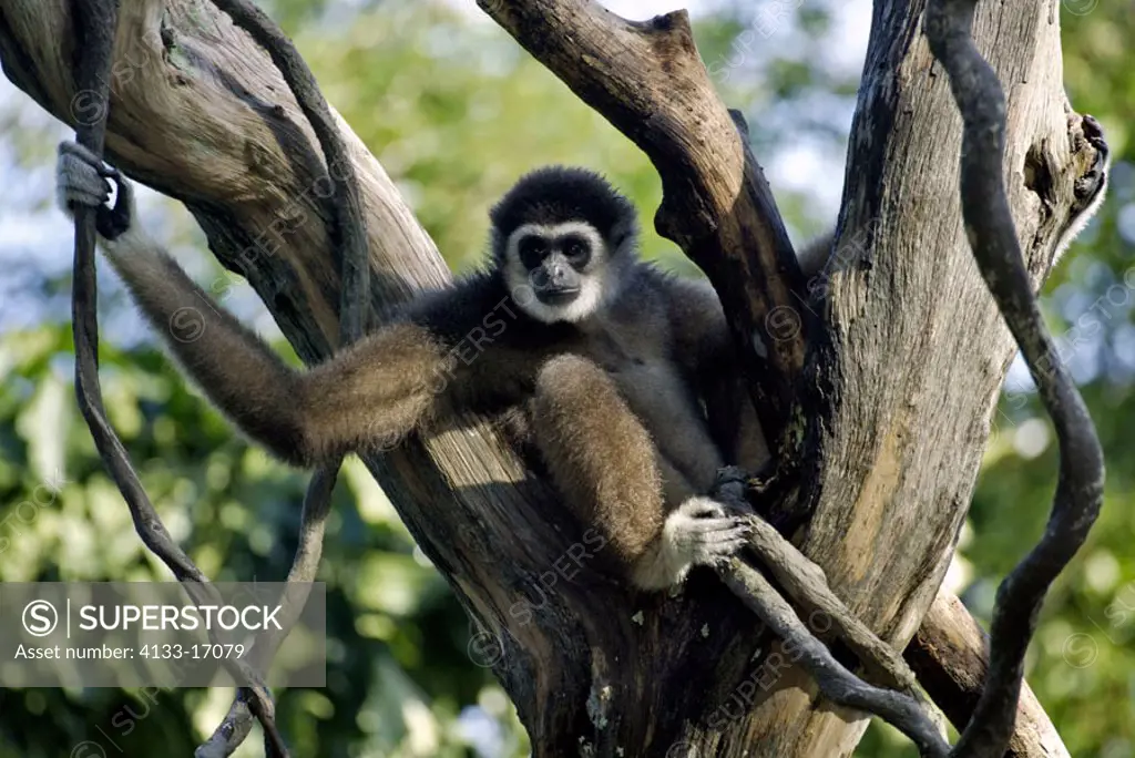 White Handed Gibbon Hylobates lar Asia