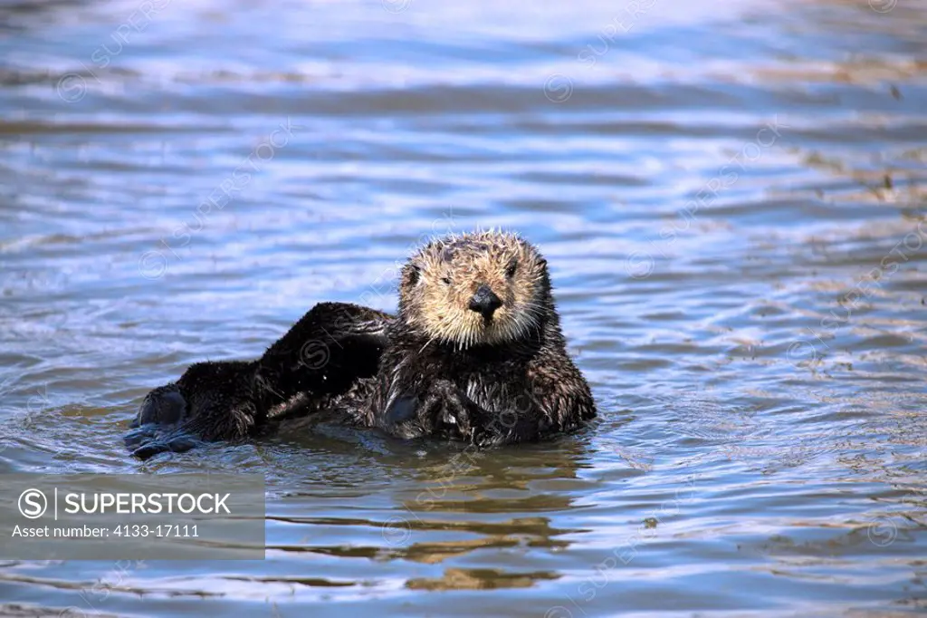 Sea Otter,Enhydra lutris,Monterey,California,USA,adult female in water