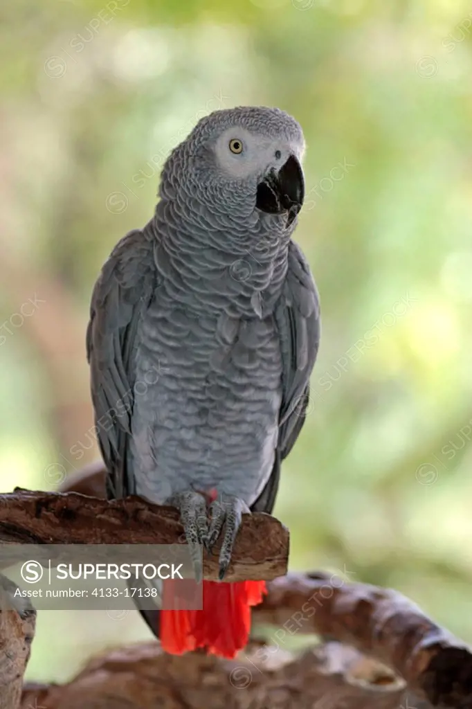 Grey Parrot, Psittacus erithacus timneh, West Africa, Central Africa, adult