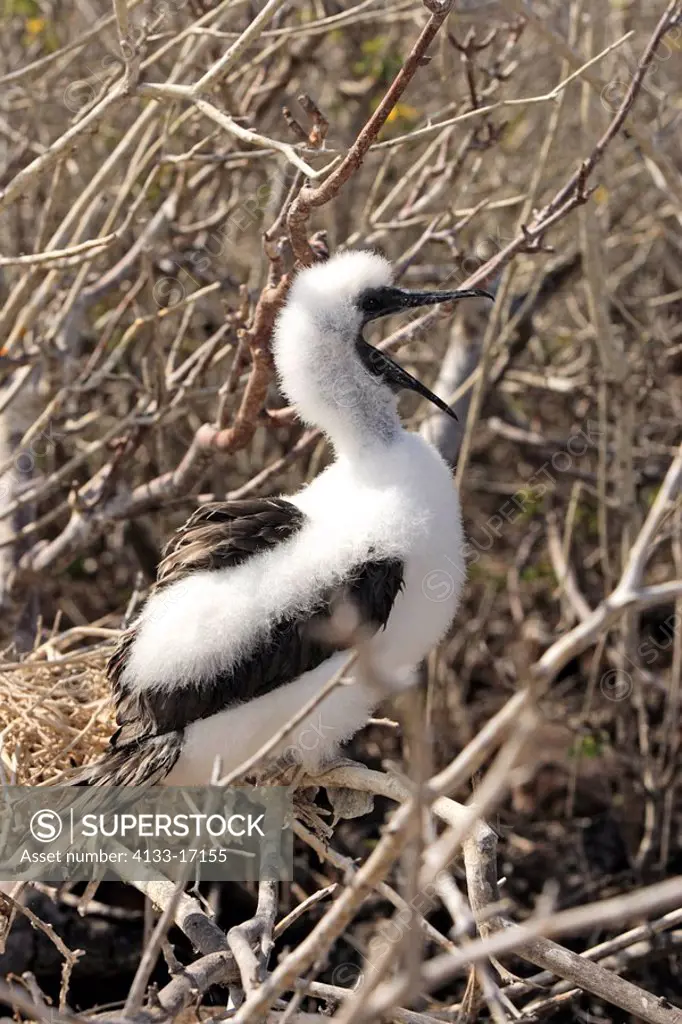 Red Footed Booby,Sula sula,Galapagos Islands,Ecuador,young bird,at nest,on tree