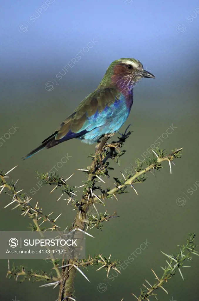 Lilac Breasted Roller , Coracias candata , Krueger National Park , South Africa , Africa , adult