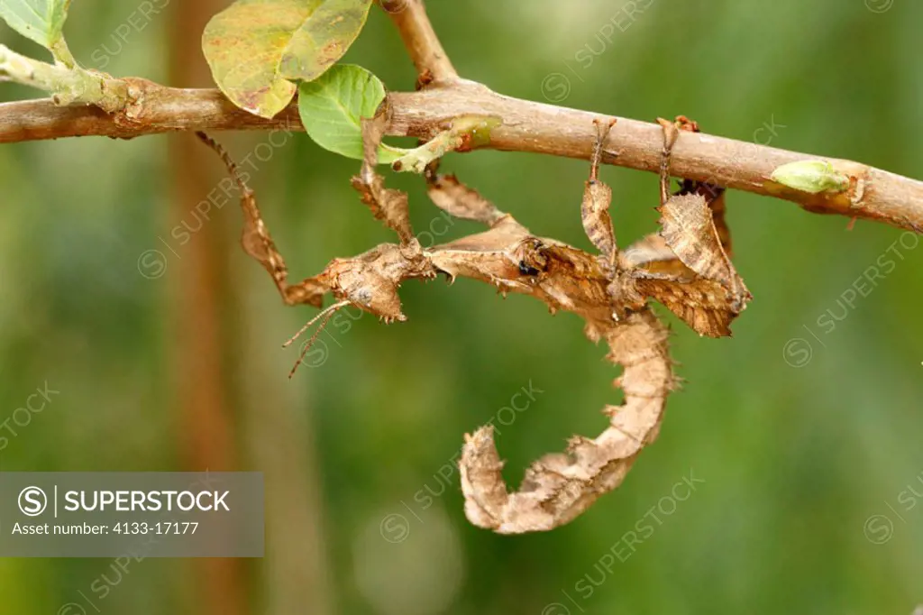 Leaf mimic praying mantis, Phyllocrania spec, Madagascar, imago on tree