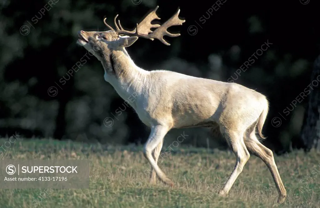 Fallow Deer,Cervus dama,Germany,Europe,adult male calling during rutting season