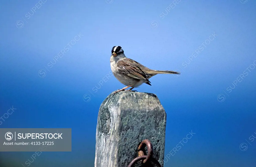 White Crowned Sparrow,,Zonotrichia leucophrys,California,USA,adult on branch